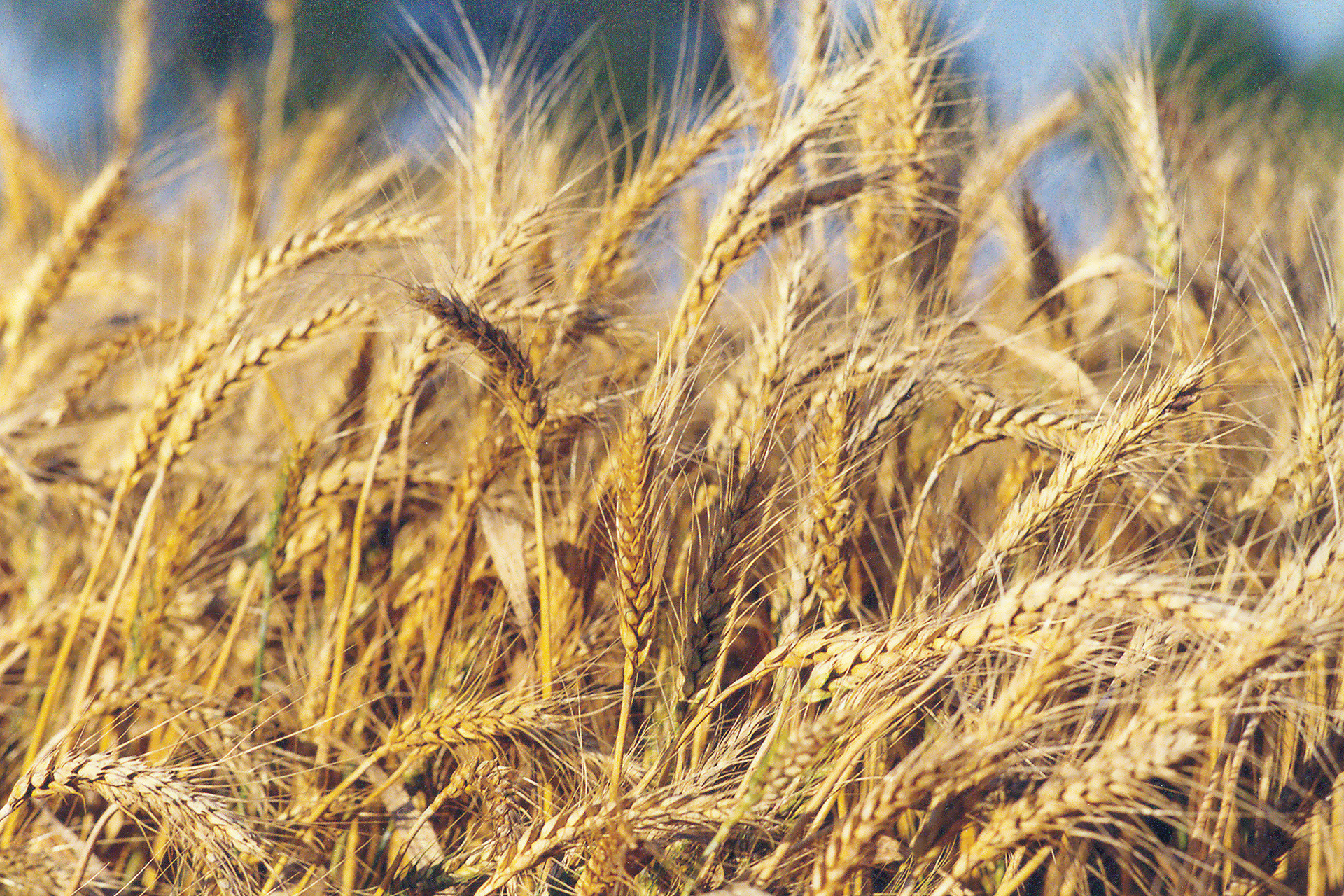 industria alimentare - Sezioni di Coclea tipo SE